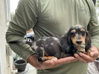 Ash, a male Miniature Dachshund for sale in Lake Elsinore, CA – 2 of 5