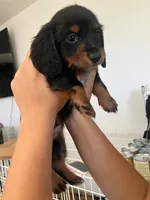 Tommy, a male Miniature Dachshund for sale in Riverside, CA – 4 of 9