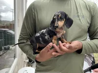 Luna, a female Miniature Dachshund for sale in Lake Elsinore, CA – 4 of 4