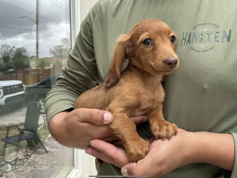 Ruby – Miniature Dachshund puppy for sale in Lake Elsinore, CA