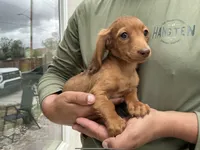 Ruby, a female Miniature Dachshund for sale in Lake Elsinore, CA – 1 of 4