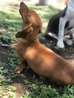 Dan, a male Miniature Dachshund for sale in Riverside, CA – 4 of 5