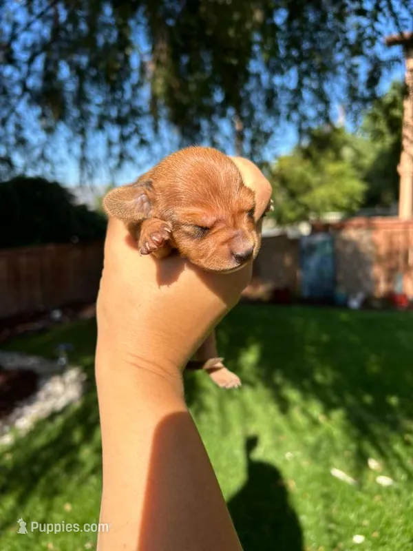 Rex – Miniature Dachshund puppy for sale in Riverside, CA