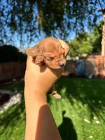 Rex, a male Miniature Dachshund for sale in Riverside, CA – 1 of 6