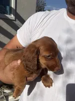 Red, a male Miniature Dachshund for sale in Riverside, CA – 2 of 8