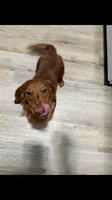 Red, a male Miniature Dachshund for sale in Riverside, CA – 5 of 5