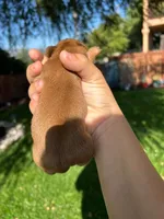 Rex, a male Miniature Dachshund for sale in Riverside, CA – 4 of 6