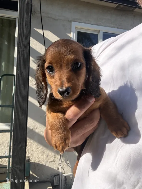 Dan – Miniature Dachshund puppy on hold in Riverside, CA