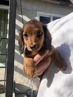Dan, a male Miniature Dachshund for sale in Riverside, CA – 1 of 7