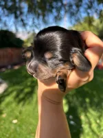 Tommy, a male Miniature Dachshund for sale in Riverside, CA – 3 of 5