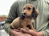 Teddy, a male Miniature Dachshund for sale in Lake Elsinore, CA – 1 of 5