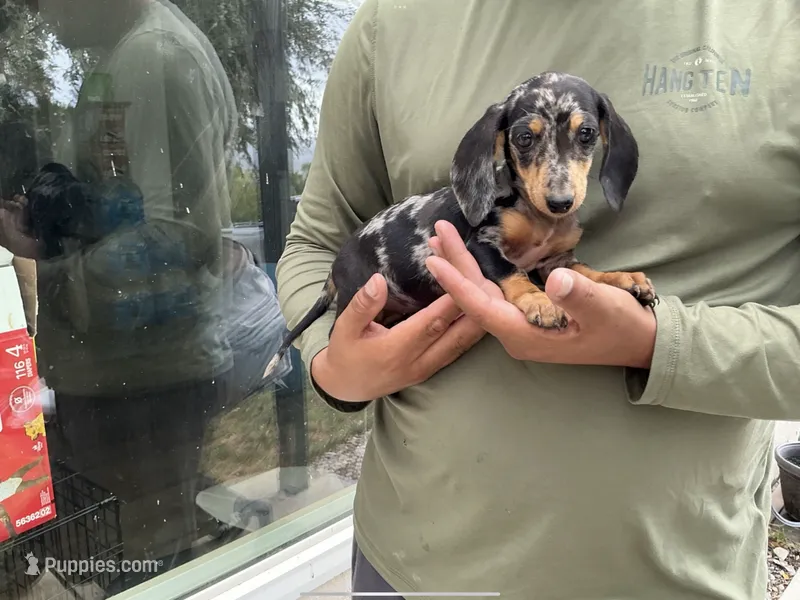 Luna – Miniature Dachshund puppy for sale in Lake Elsinore, CA