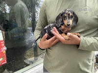 Luna, a female Miniature Dachshund for sale in Lake Elsinore, CA – 1 of 4