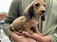 Teddy, a male Miniature Dachshund for sale in Lake Elsinore, CA – 5 of 5