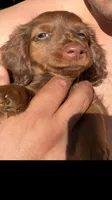 Red, a male Miniature Dachshund for sale in Riverside, CA – 8 of 8