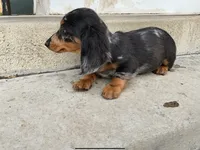 Two-Face , a male Miniature Dachshund for sale in Lake Elsinore, CA – 3 of 4