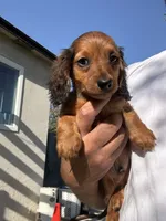 Dan, a male Miniature Dachshund for sale in Riverside, CA – 2 of 7
