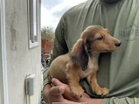 Teddy, a male Miniature Dachshund for sale in Lake Elsinore, CA – 4 of 5