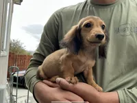 Teddy, a male Miniature Dachshund for sale in Lake Elsinore, CA – 2 of 5