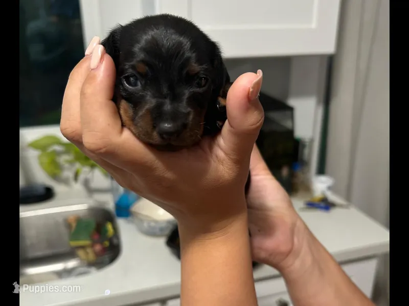 Des – Miniature Dachshund puppy for sale in Riverside, CA