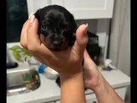 Des, a female Miniature Dachshund for sale in Riverside, CA – 1 of 5