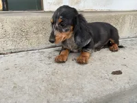 Two-Face , a male Miniature Dachshund for sale in Lake Elsinore, CA – 2 of 4