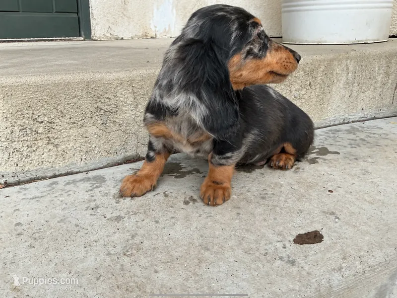 Two-Face , a male Miniature Dachshund for sale in Lake Elsinore, CA – 1 of 4
