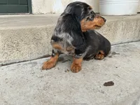 Two-Face , a male Miniature Dachshund for sale in Lake Elsinore, CA – 1 of 4