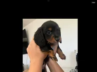 Tommy, a male Miniature Dachshund for sale in Riverside, CA – 1 of 9