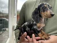 Luna, a female Miniature Dachshund for sale in Lake Elsinore, CA – 3 of 4