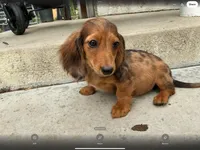 Maple, a male Miniature Dachshund for sale in Lake Elsinore, CA – 3 of 3