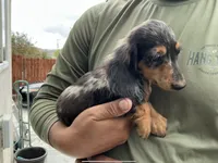 Ash, a male Miniature Dachshund for sale in Lake Elsinore, CA – 4 of 5