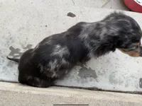 Two-Face , a male Miniature Dachshund for sale in Lake Elsinore, CA – 4 of 4
