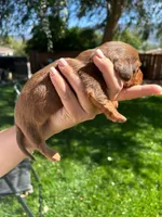 Red, a male Miniature Dachshund for sale in Riverside, CA – 2 of 5