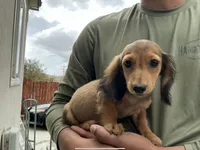 Teddy, a male Miniature Dachshund for sale in Lake Elsinore, CA – 3 of 5