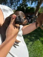 Dan, a male Miniature Dachshund for sale in Riverside, CA – 3 of 5