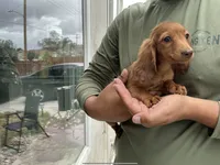 Ruby, a female Miniature Dachshund for sale in Lake Elsinore, CA – 2 of 4