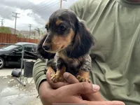 Ash, a male Miniature Dachshund for sale in Lake Elsinore, CA – 5 of 5