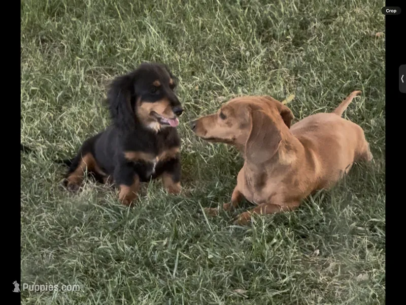 Tommy – Miniature Dachshund puppy for sale in Riverside, CA