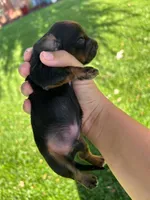 Tommy, a male Miniature Dachshund for sale in Riverside, CA – 2 of 5