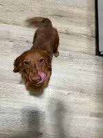 Rex, a male Miniature Dachshund for sale in Riverside, CA – 5 of 6