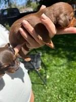 Red, a male Miniature Dachshund for sale in Riverside, CA – 3 of 5