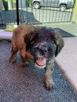 Pink Girl, a female Saint Berdoodle for sale in Elk River, MN – 2 of 4