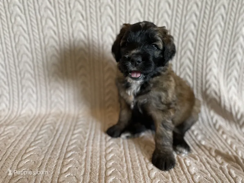 Pink Girl – Saint Berdoodle puppy for sale in Elk River, MN