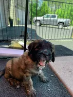 Pink Girl, a female Saint Berdoodle for sale in Elk River, MN – 4 of 4