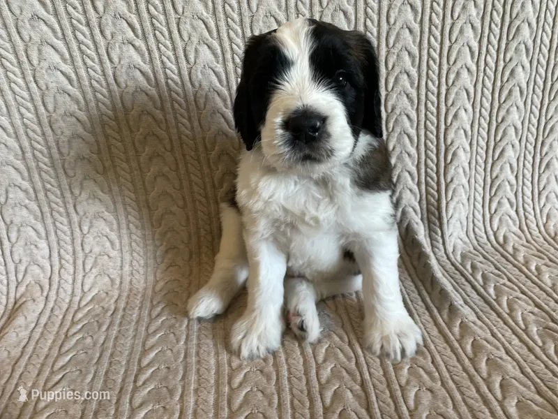 Blue Boy – Saint Berdoodle puppy for sale in Elk River, MN