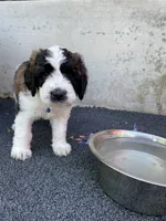 Blue Boy, a male Saint Berdoodle for sale in Elk River, MN – 3 of 5