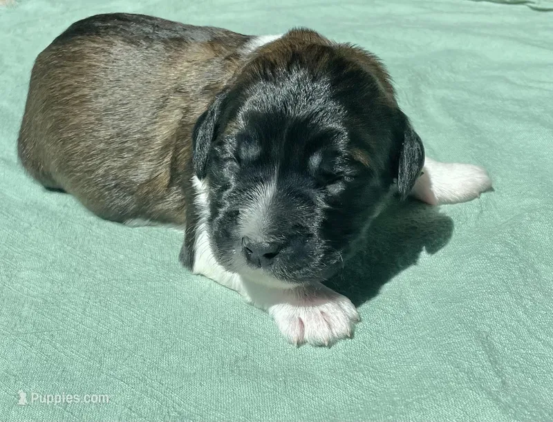 Green Boy – Saint Berdoodle puppy for sale in Elk River, MN