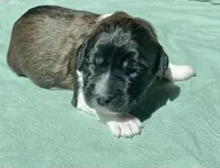 Green Boy, a male Saint Berdoodle for sale in Elk River, MN – Photo 1 of 2