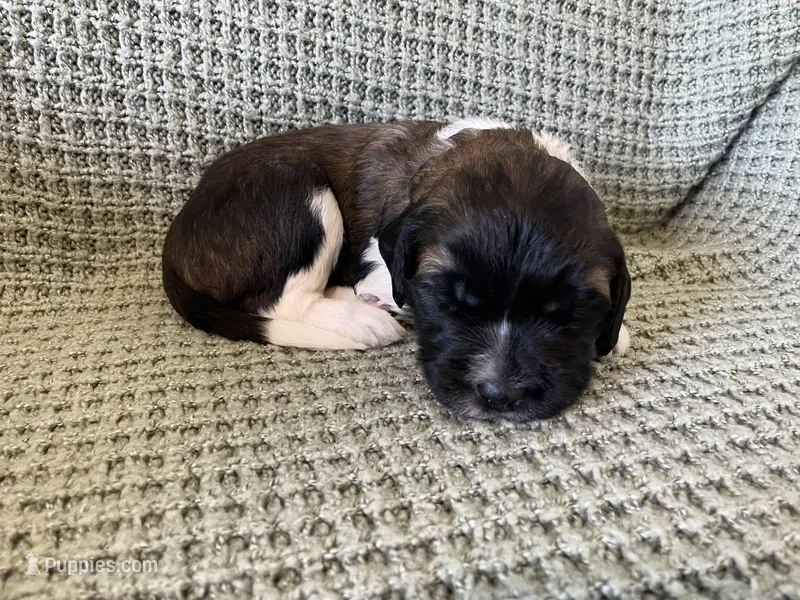 Green Boy – Saint Berdoodle puppy for sale in Elk River, MN